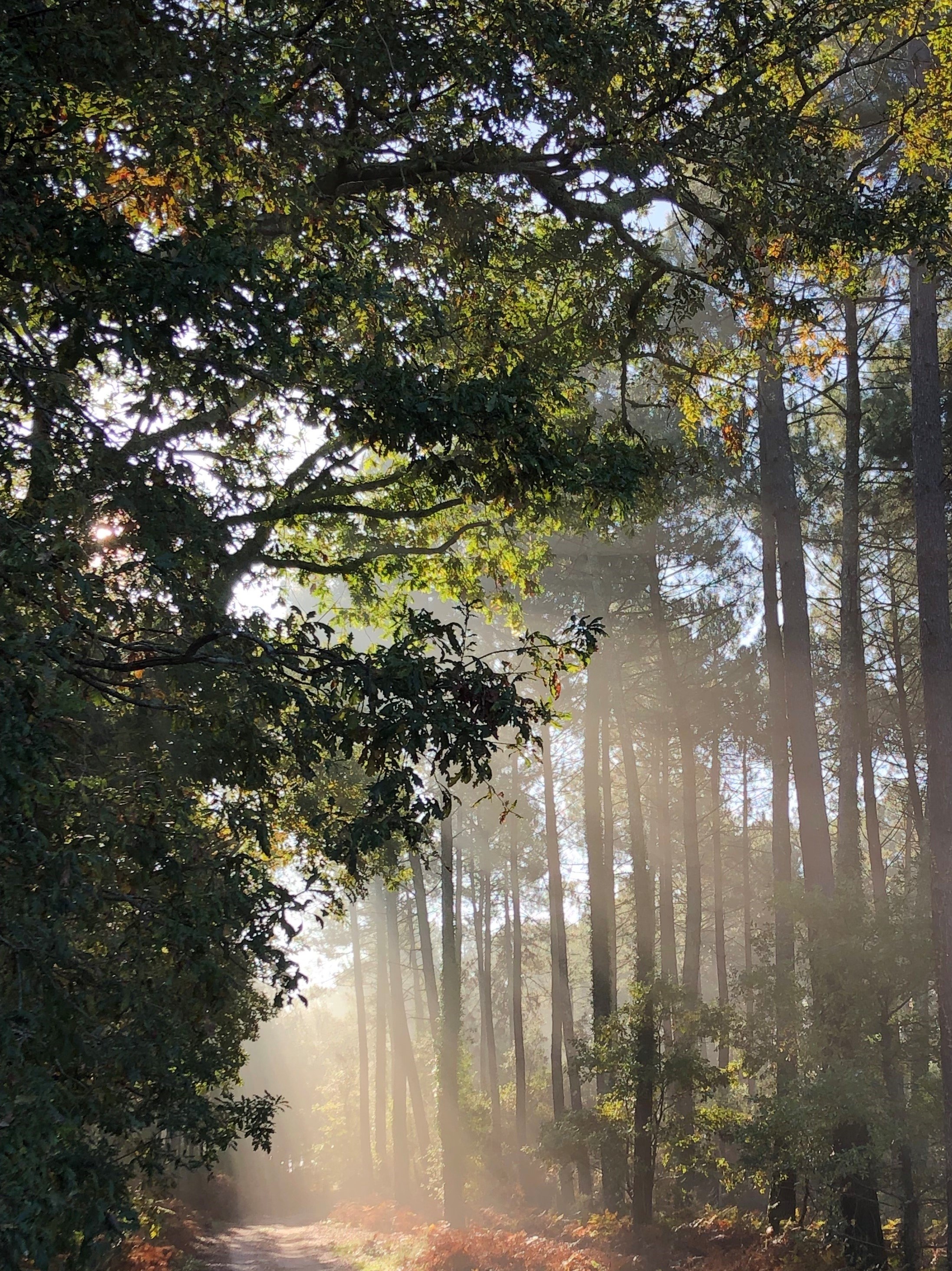 petit_matin_en_foret2