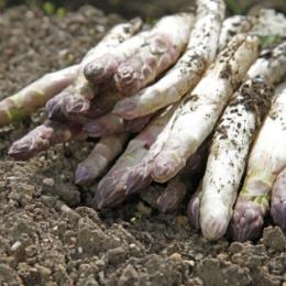 Asperges - Papilles et Pupilles