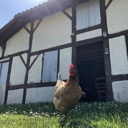 Maison Bouricos avec poule