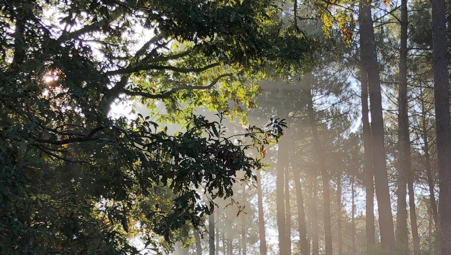 petit_matin_en_foret2