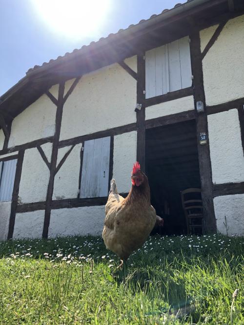 Maison Bouricos avec poule