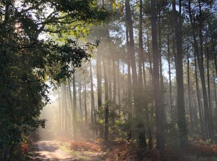 Delaunay Florence, Petit matin en forêt