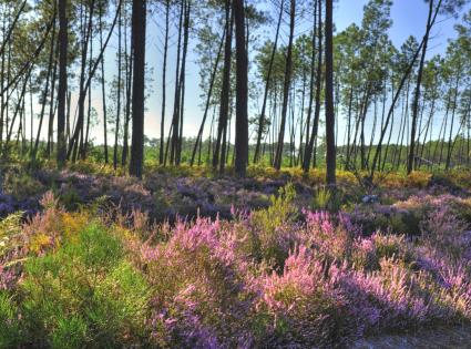 Bruyère et fôret des Landes